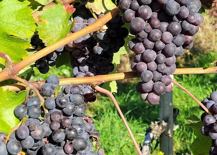 Appartement Gruener Horizont *